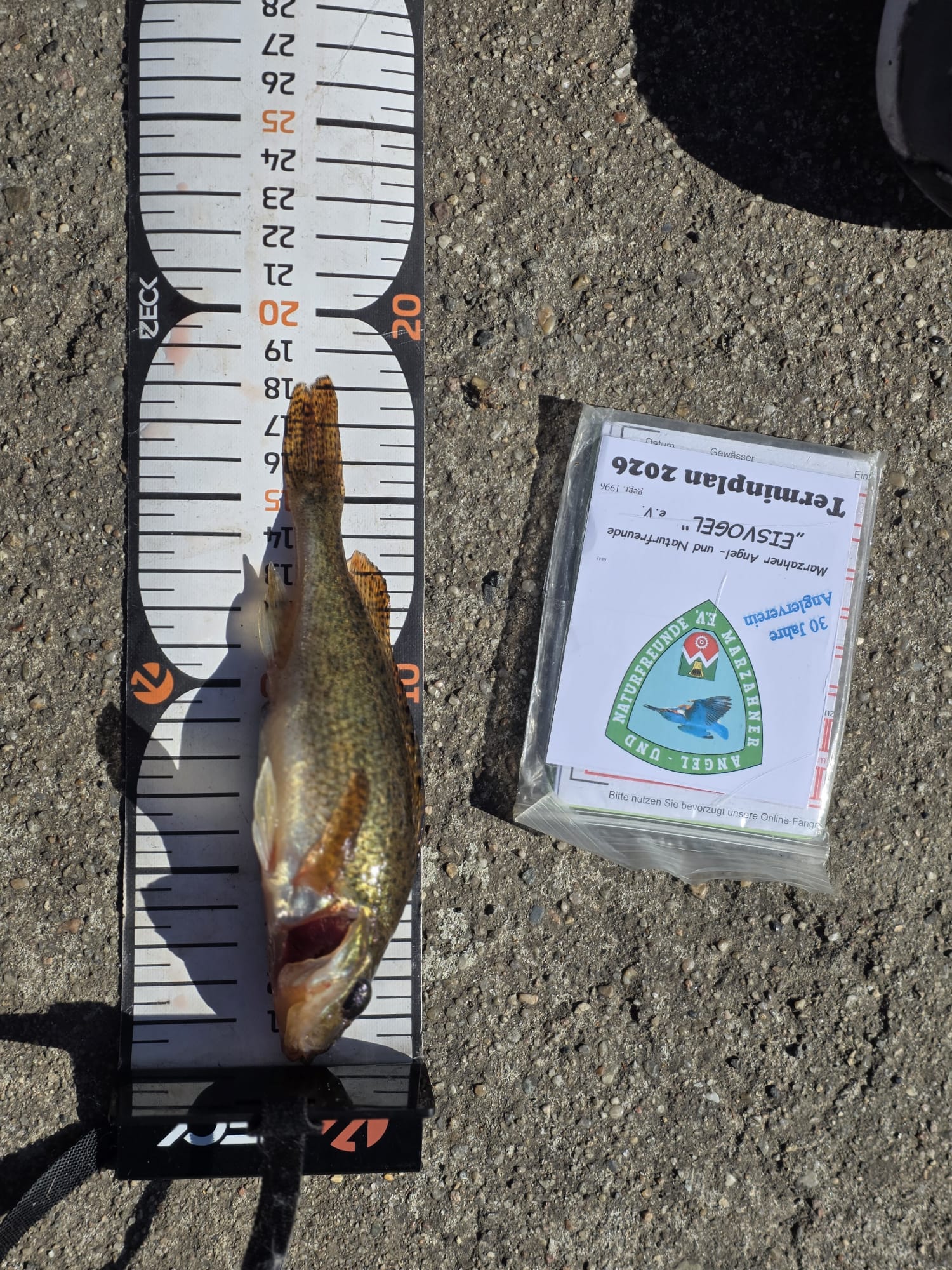 10 26 2026 04 99 Kaulbarsch 18cm