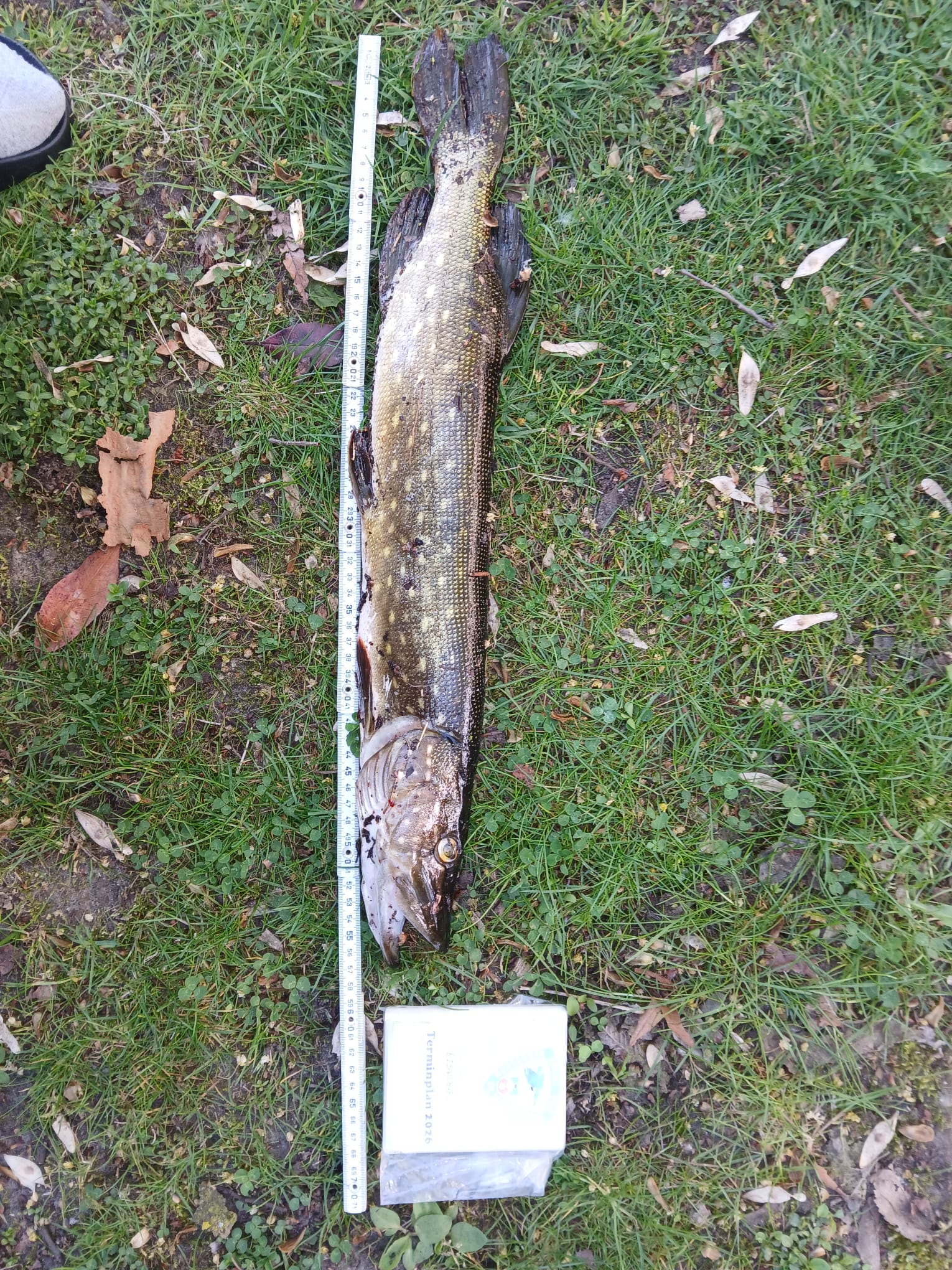 11 26 2026 05 01 Hecht 57cm