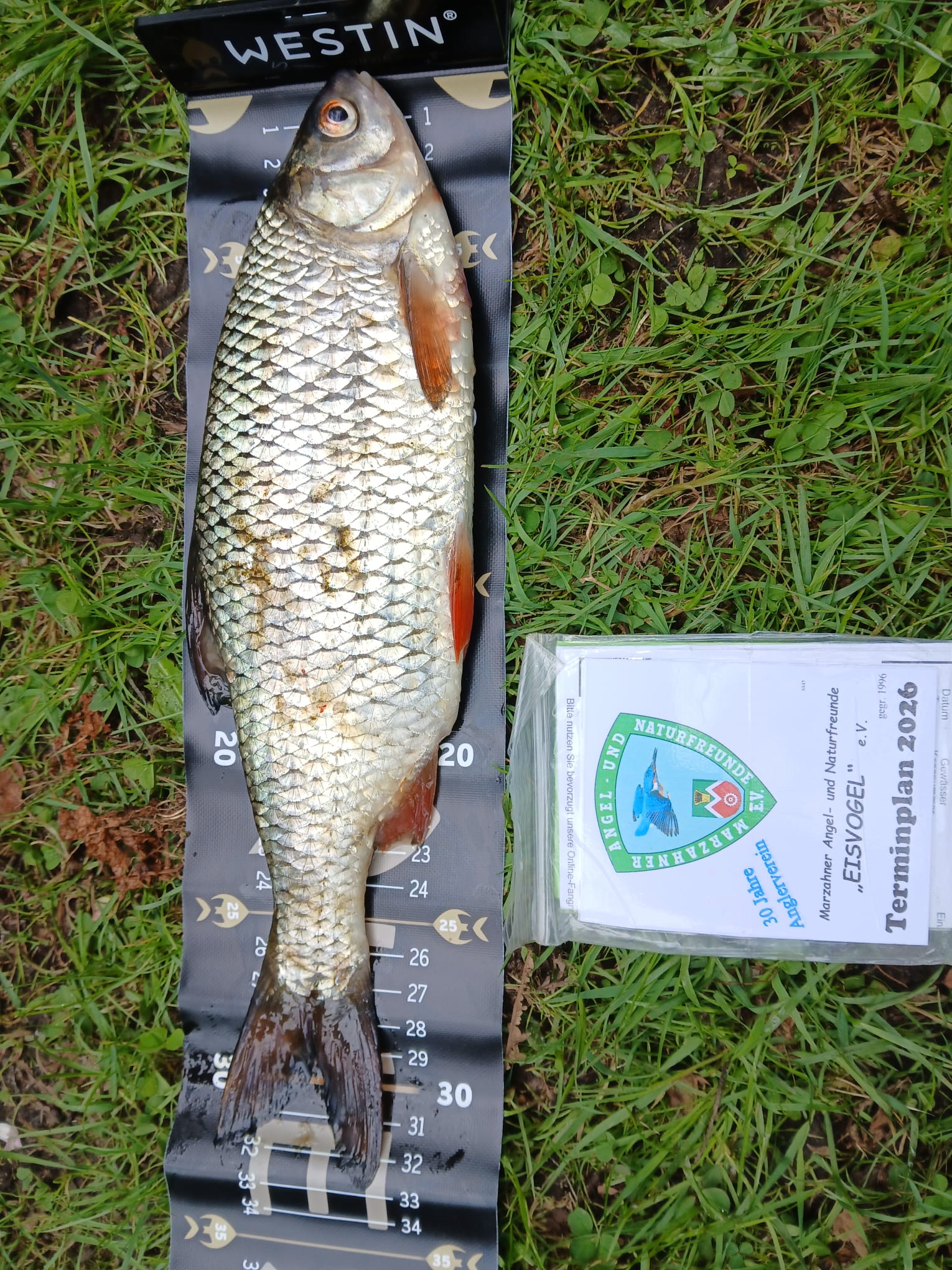 14 26 2026 05 09 Plötze 32cm